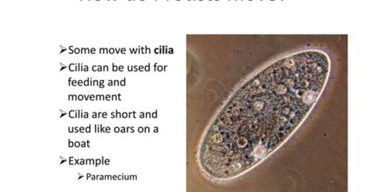 How Do Protists Move - Lisbd-Net. Com