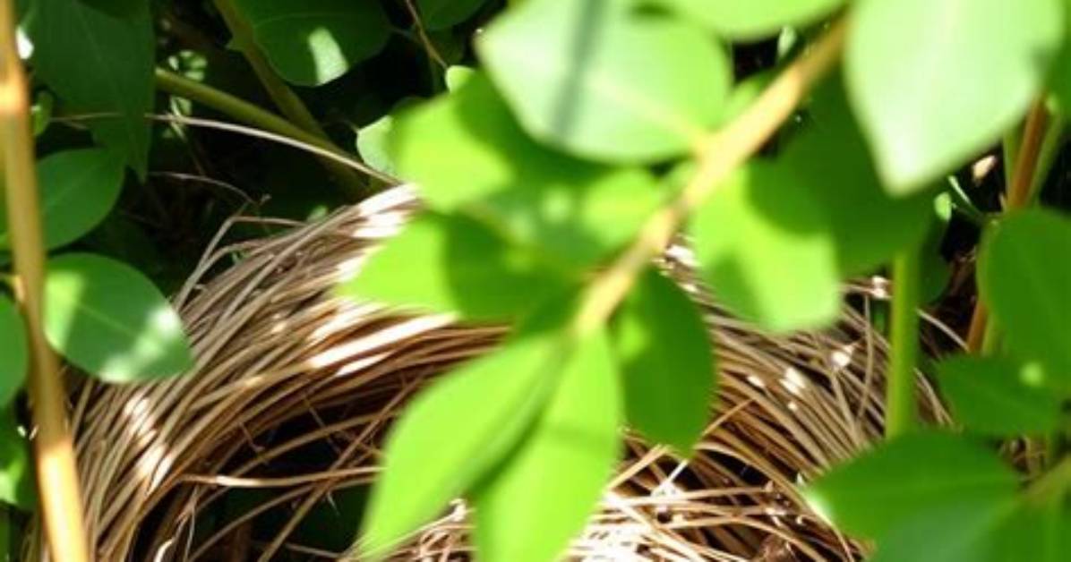 How Do Rabbits Make a Nest