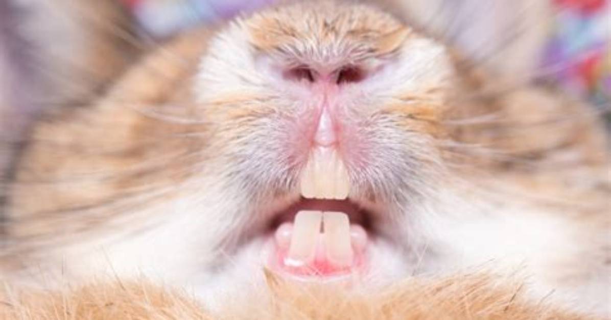 How Do Rabbits Purr?