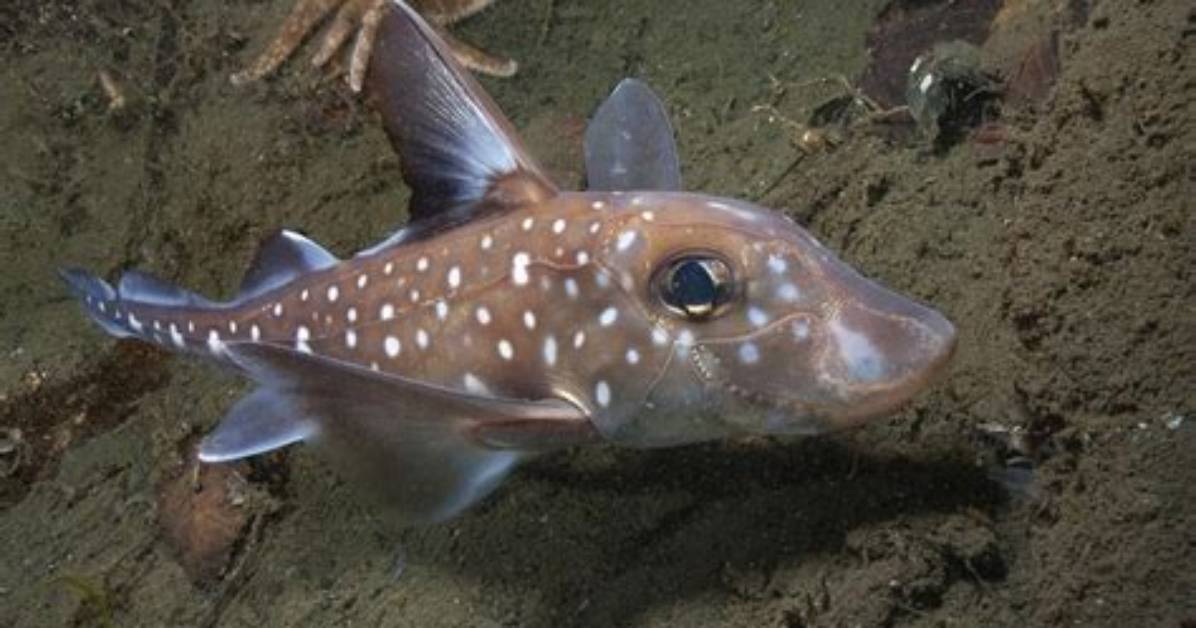 How Do Ratfish Move?