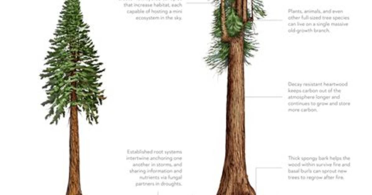 How Do Redwood Trees Grow