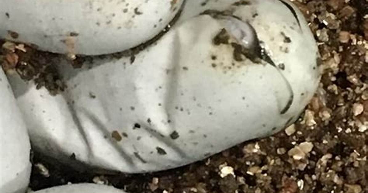 How Do Reptiles Have Babies