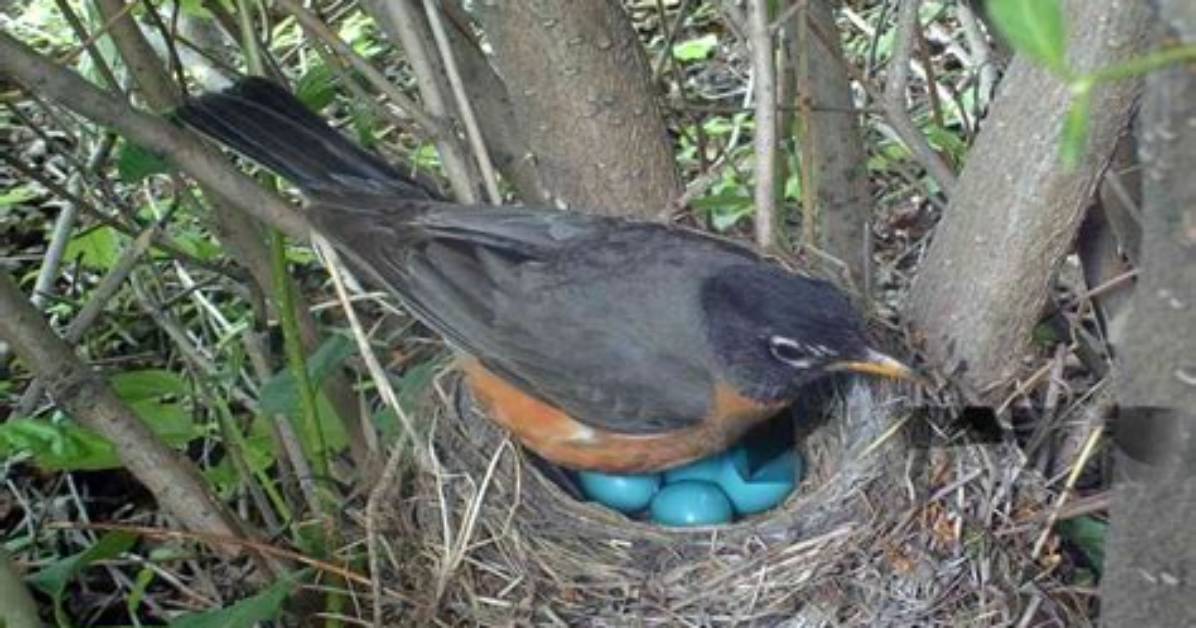 How Do Robins Hatch Their Eggs