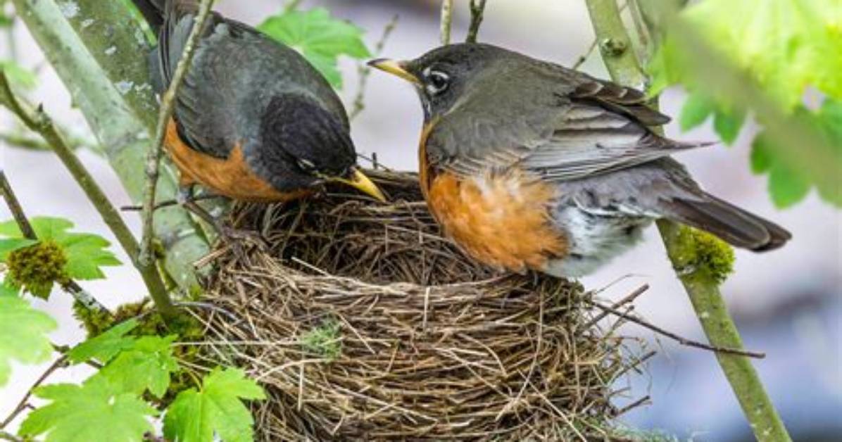 How Do Robins Make Their Nests
