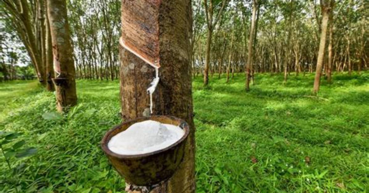 How Do Rubber Trees Adapt to the Rainforest