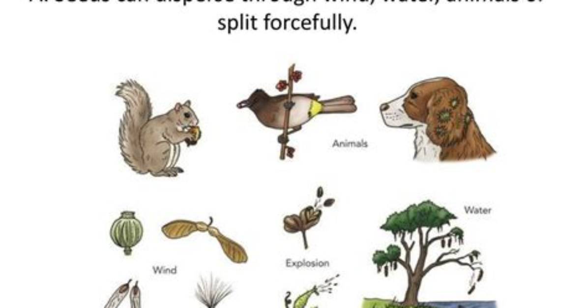 How Do Seeds Disperse