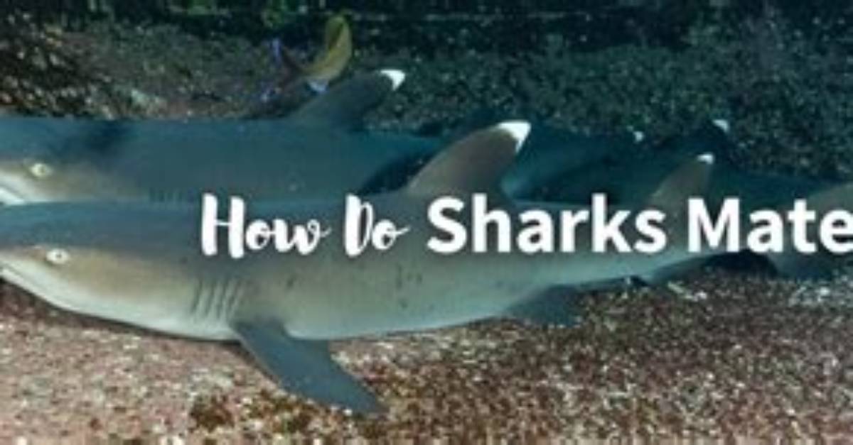 How Do Shark Mate?