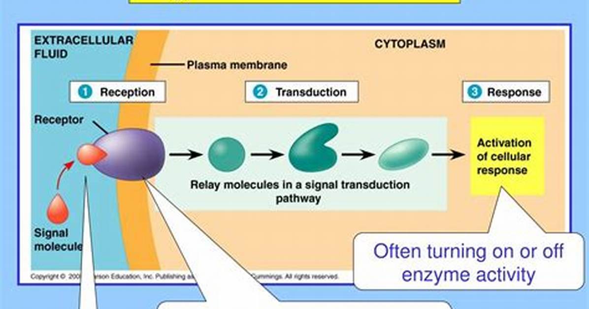How Do Signal Transduction Pathways Work