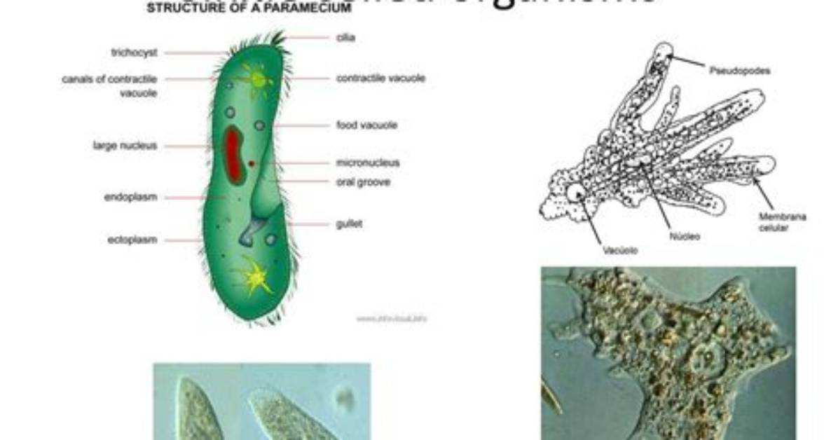 How Do Single-Celled Organisms Grow