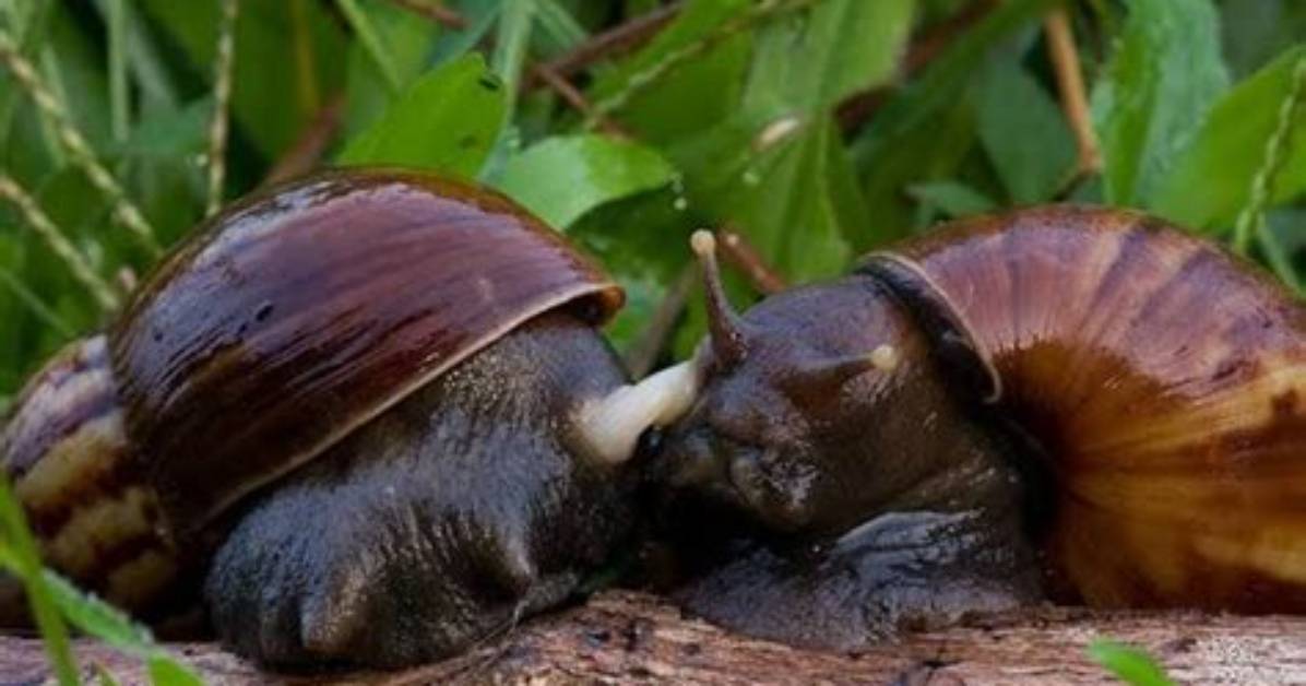 How Do Snails Mate?