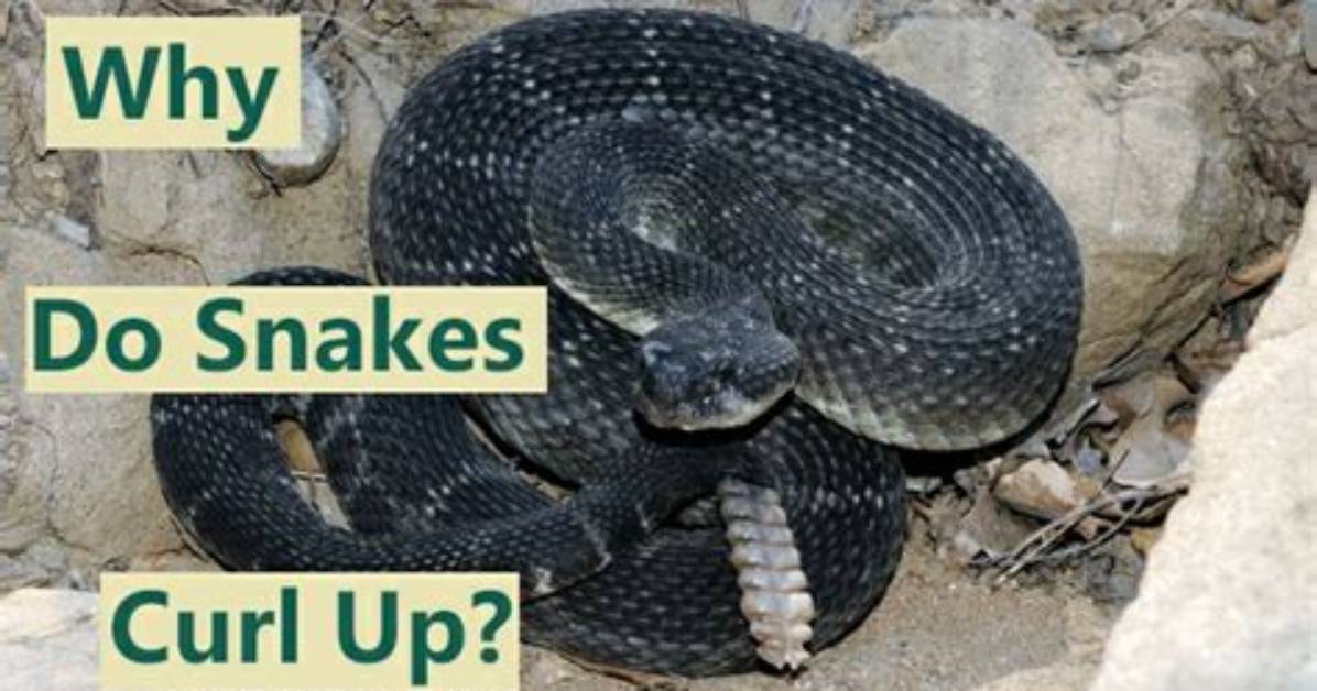 How Do Snakes Curl Up
