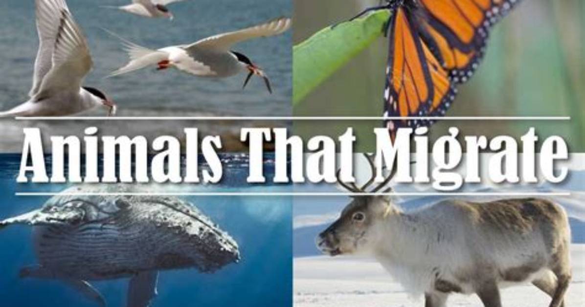 How Do Some Birds and Animals Migrate