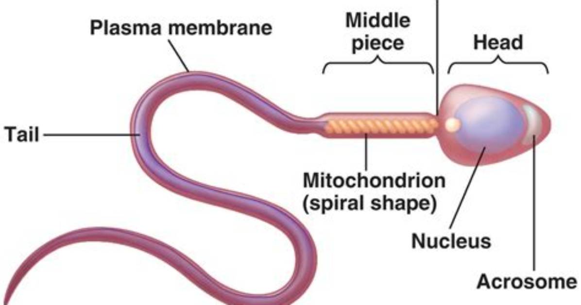 How Do Sperm Cells Move?
