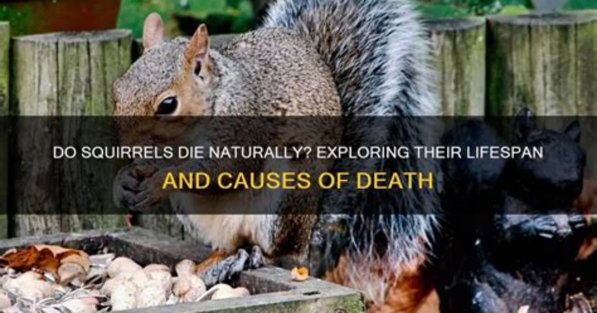 How Do Squirrels Die?