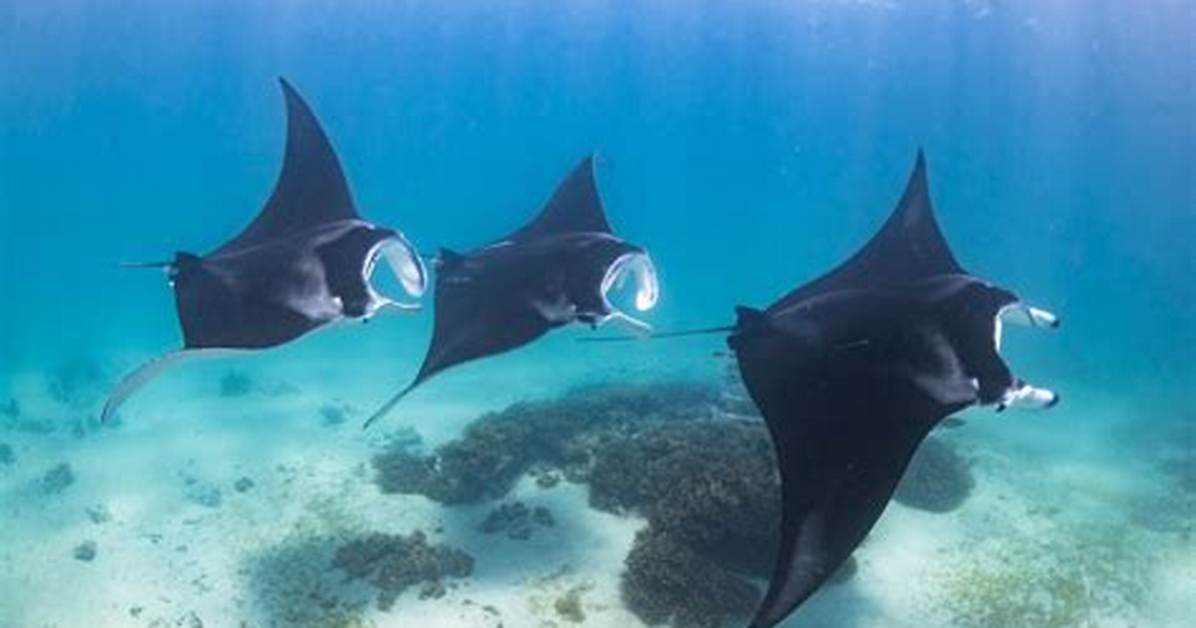 How Do Stingrays Move - Lisbd-Net. Com