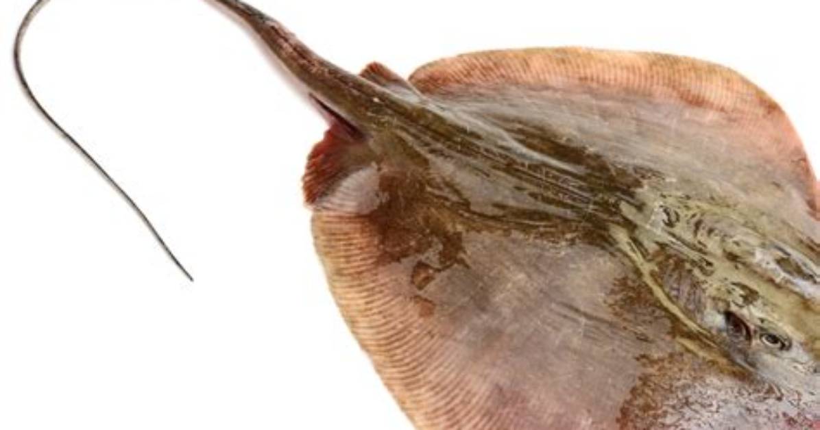 How Do Stingrays Sting?