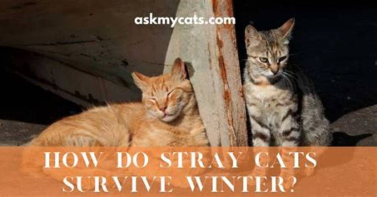 How Do Strays Survive the Winter?