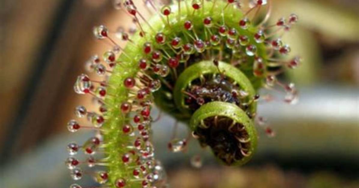 How Do Sundew Plants Eat