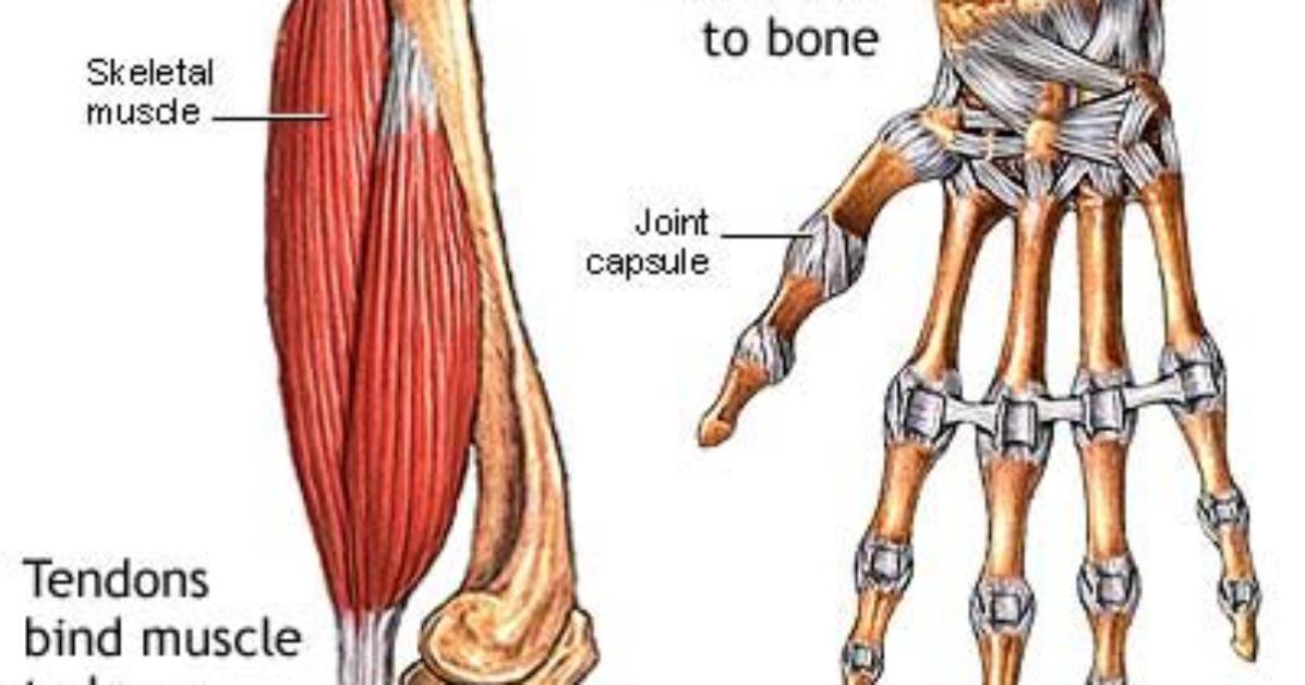 How Do Tendons Connect Muscle to Bone?