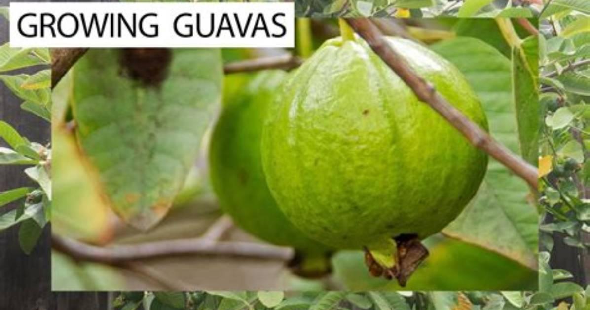 How Do Thai Guavas Grow
