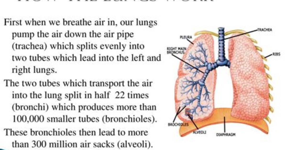How Do the Lungs Work Step by Step