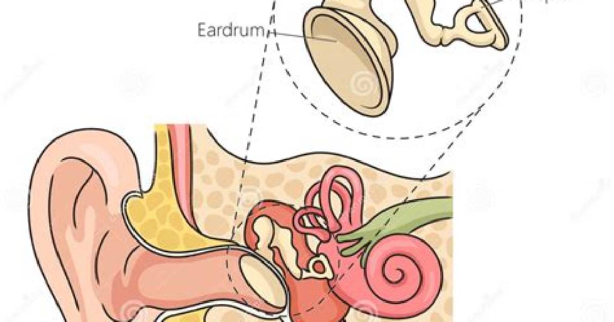 How Do the Ossicles Work?