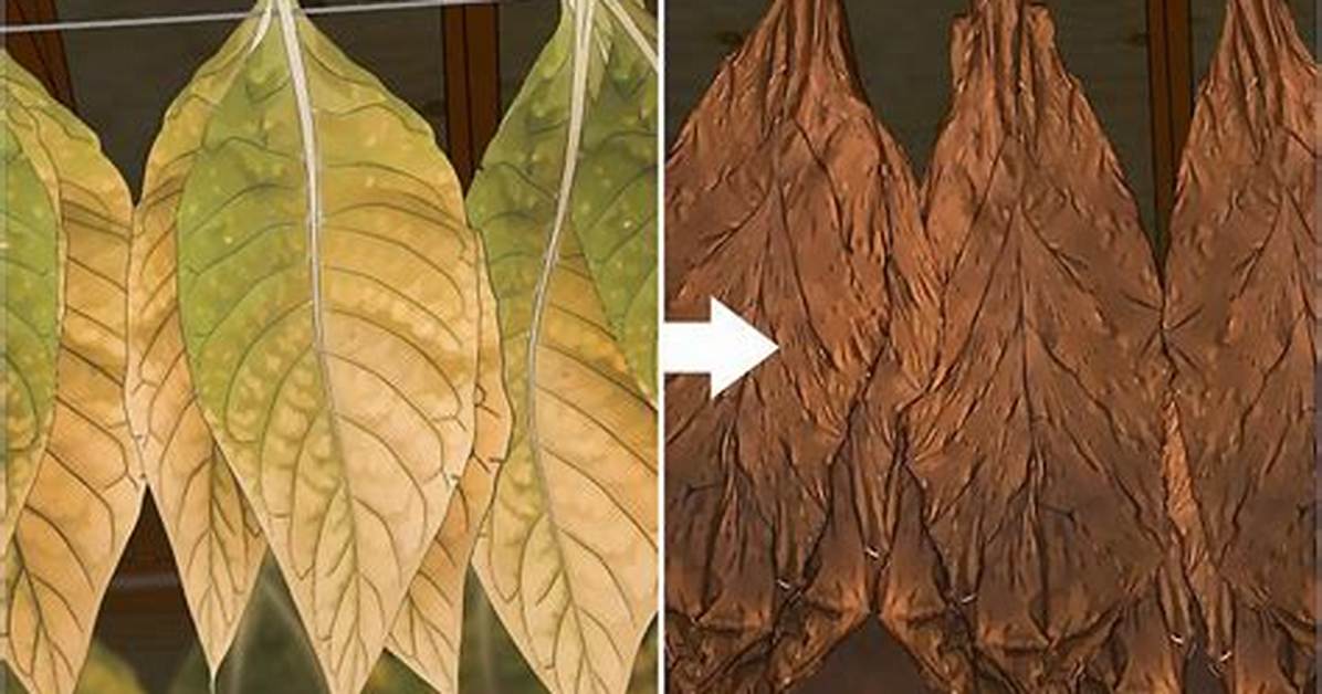 How Do They Dry Tobacco