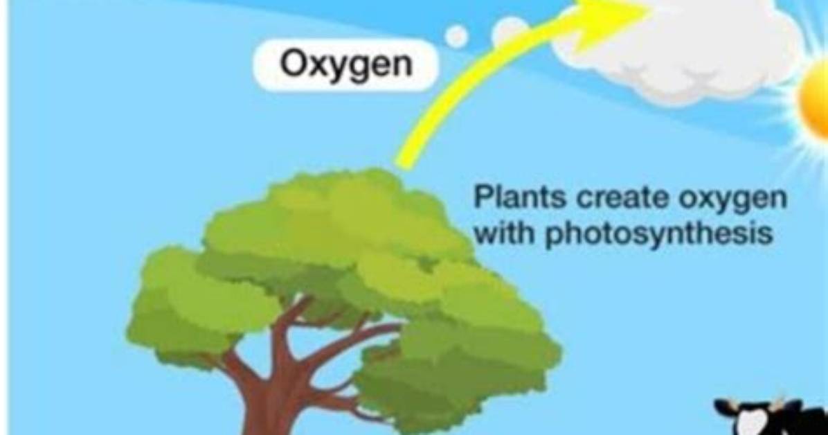 How Do They Make Oxygen