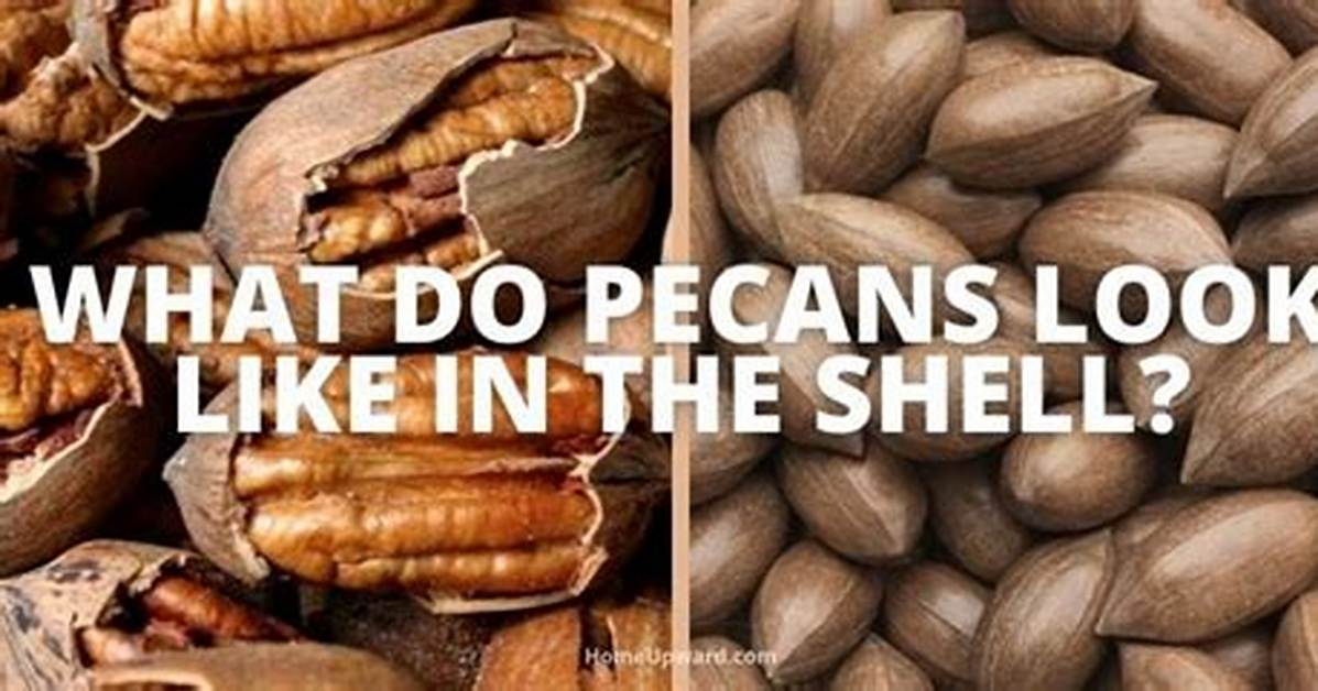 How Do They Shell Pecans Commercially?