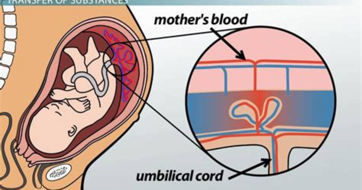 How Do Things Cross the Placenta?