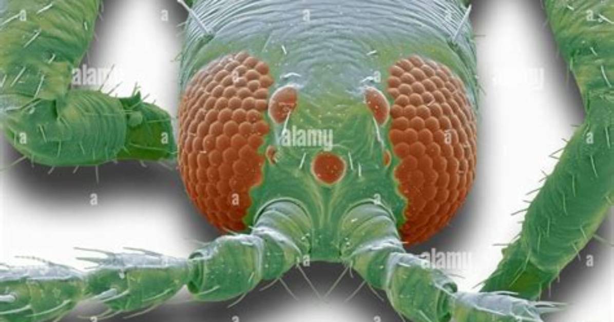 How Do Thysanoptera Feed?