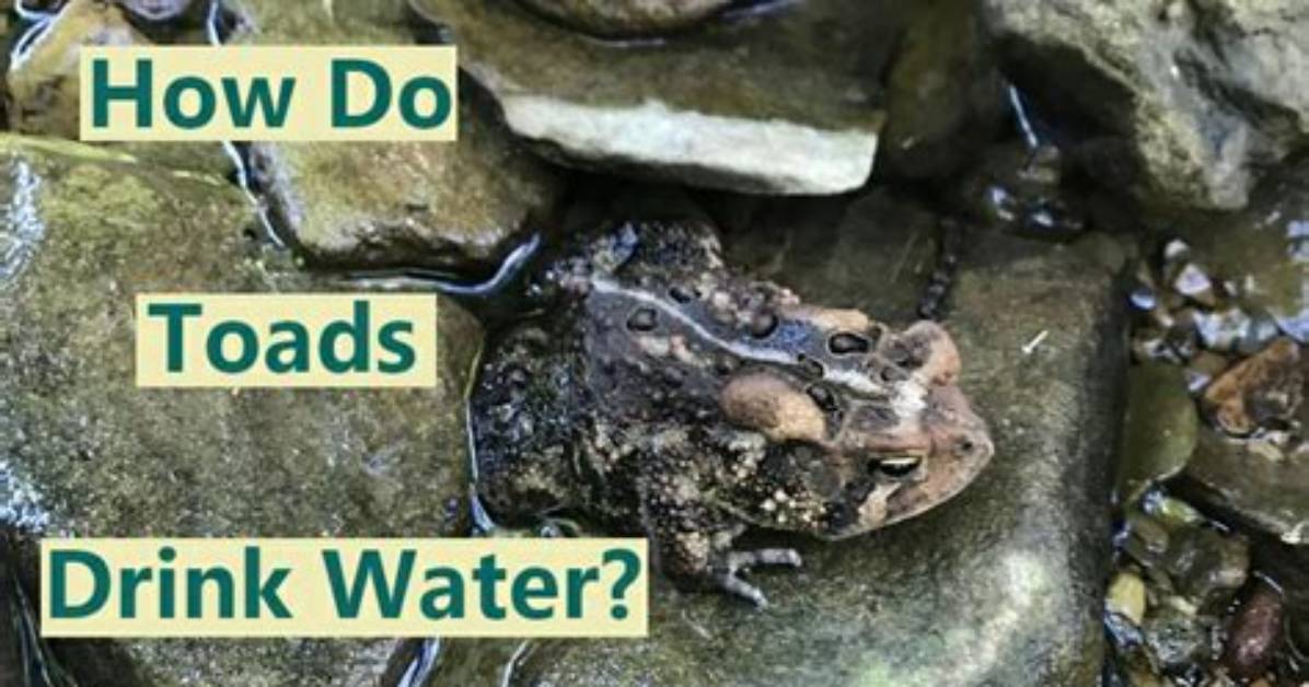 How Do Toads Drink Water