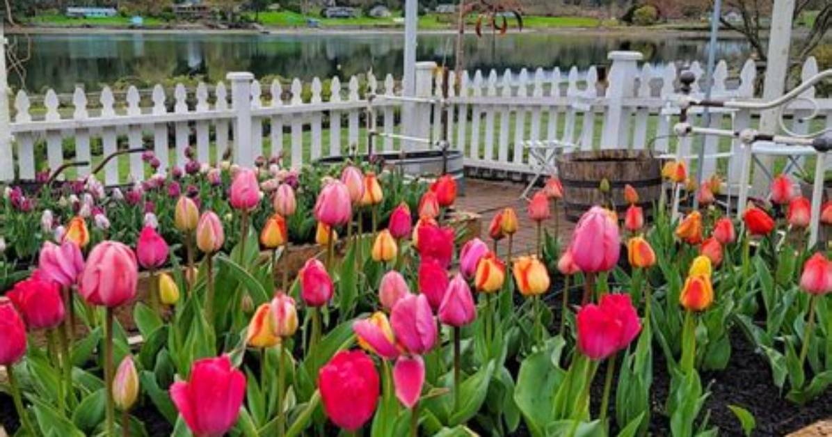 How Do Tulips Grow Best