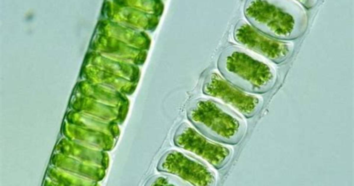 How Do Ulothrix Move?