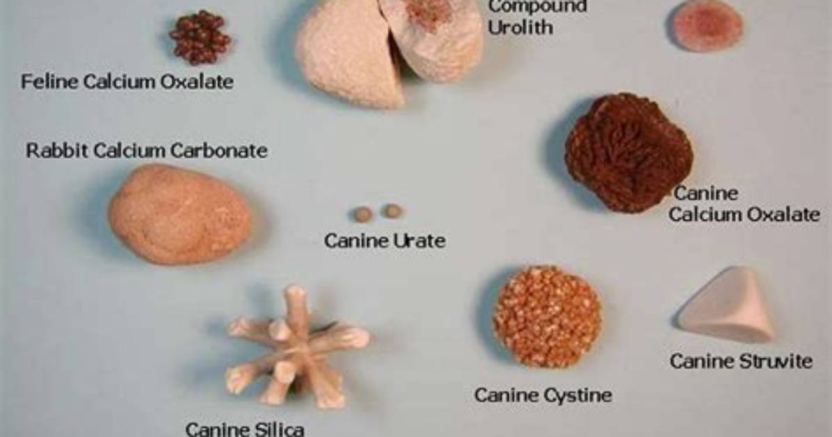 How Do Uroliths Form?