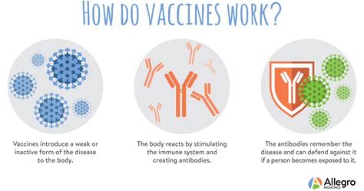 How Do Vaccines Work