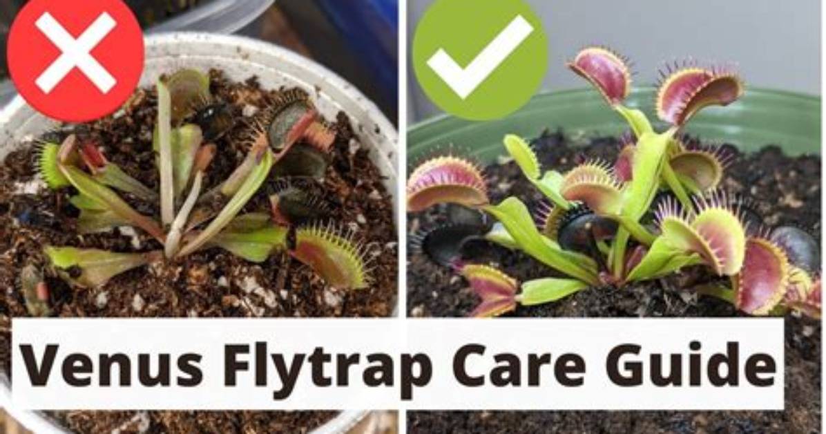 How Do Venus Fly Traps Get Their Energy