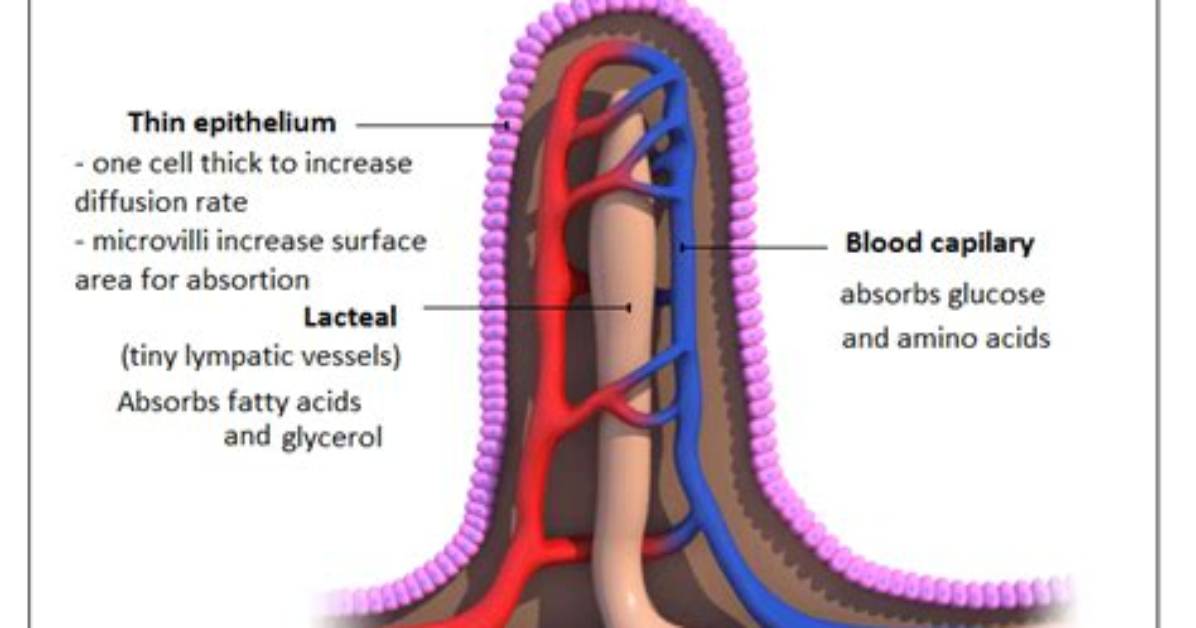 How Do Villi Absorb