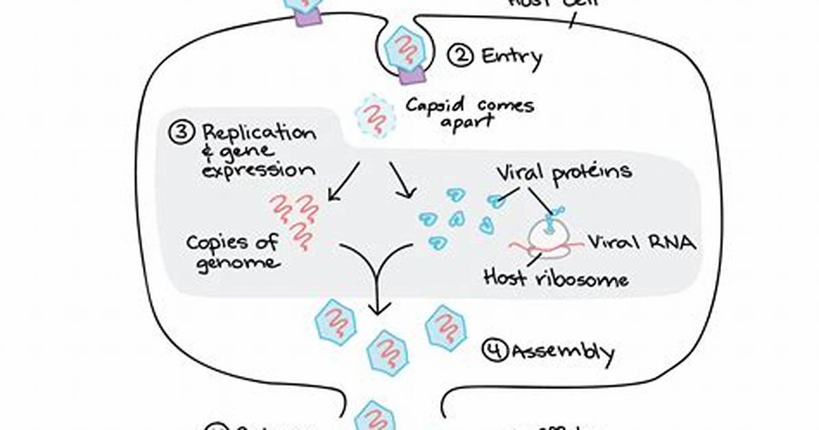 How Do Viruses Make Proteins