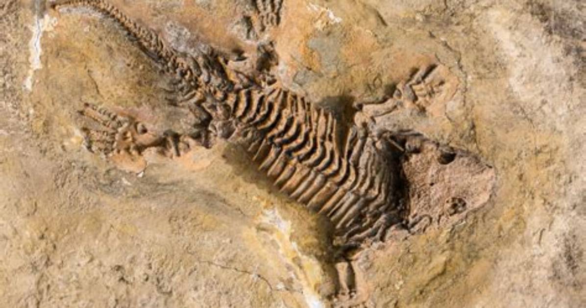 How Do We Know How Old Fossils Are