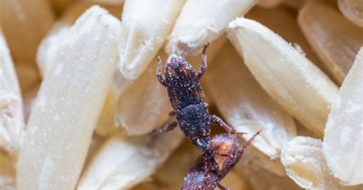How Do Weevils Get into Food