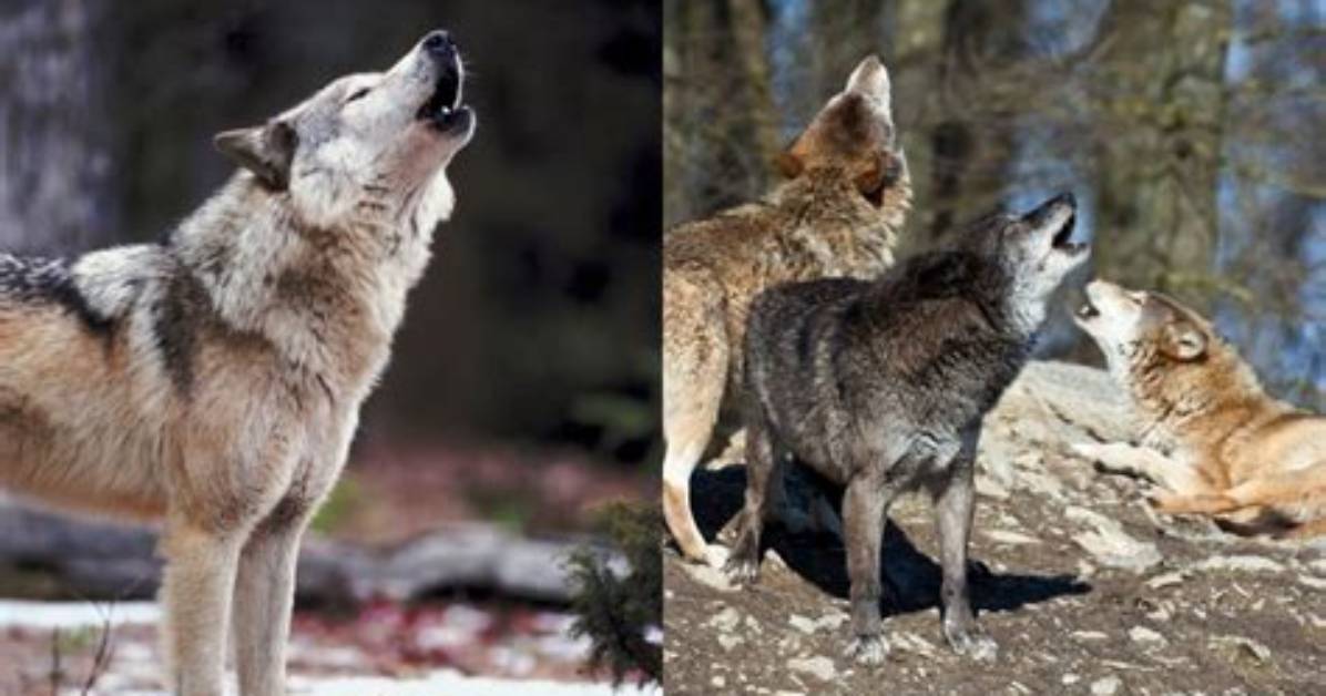 How Do Wolves Communicate with Each Other