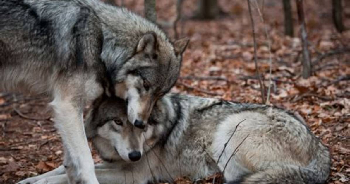 How Do Wolves Find a Mate