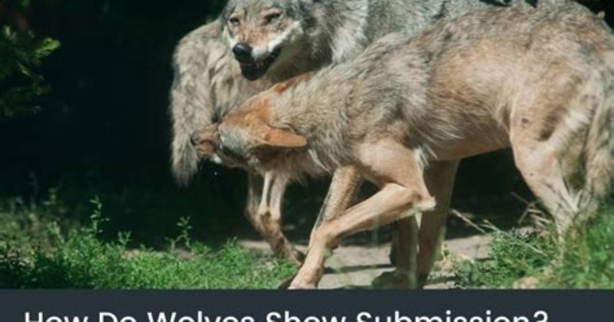 How Do Wolves Show Submission