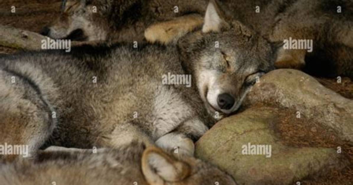 How Do Wolves Sleep in a Pack