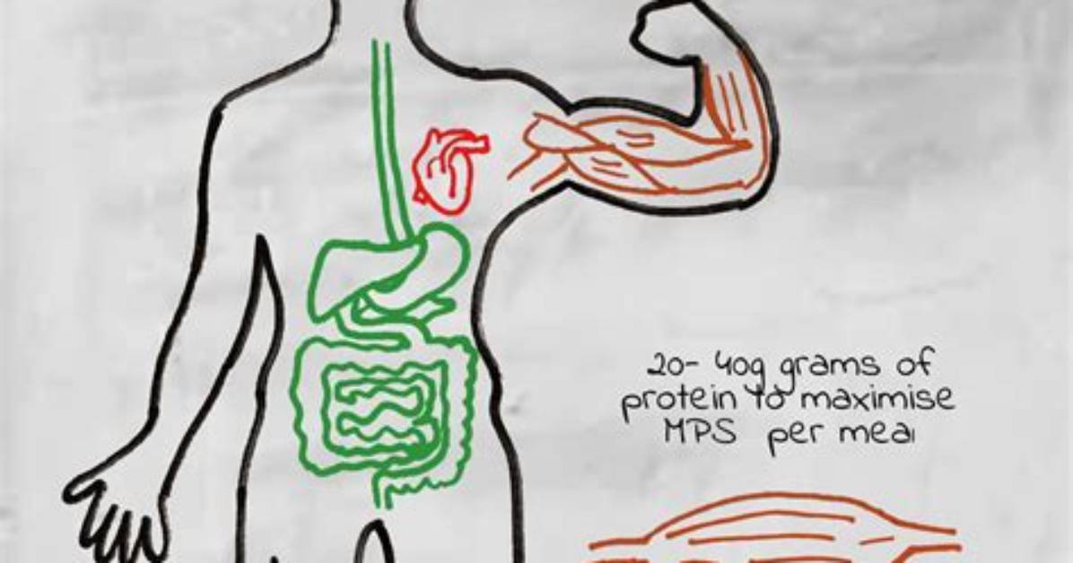 How Do You Absorb Protein