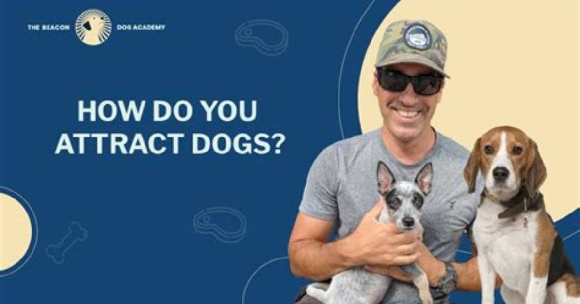 How Do You Attract a Dog to Pee on a Pad?