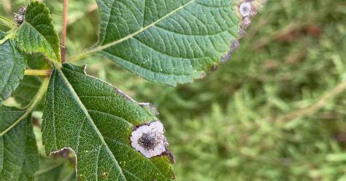 How Do You Avoid Botrytis