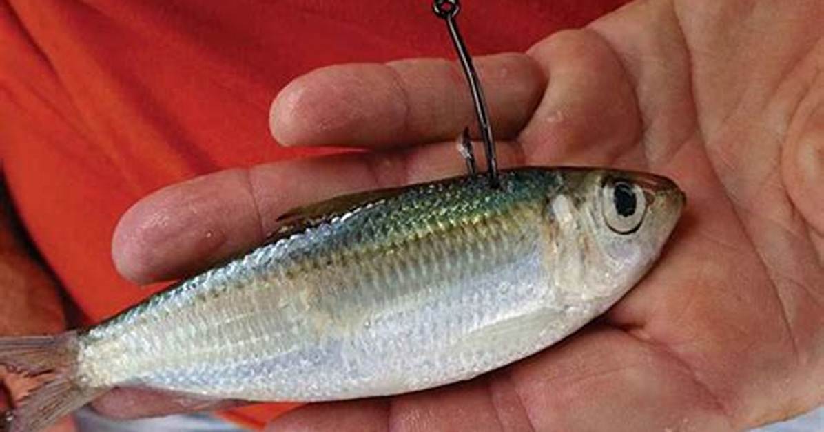 How Do You Bait a Fish?
