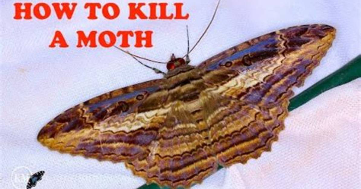 How Do You Become a Lepidopterist?